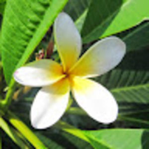 Meet your Posher, Anne